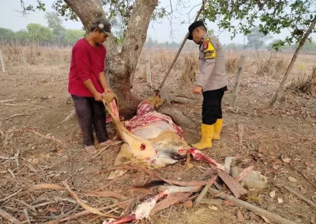 Ilustrasi berita Papua: Sapi Milik Lansia di Merauke Dipotong Pencuri, Daging Digasak dan Sisakan Tulang di Bawah Pohon Jambu Mete