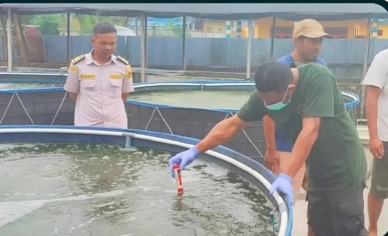 Ilustrasi berita Mimika: Waspada! Karantina Papua Tengah Pantau Sebaran Ikan Invasif Red Devil di Mimika