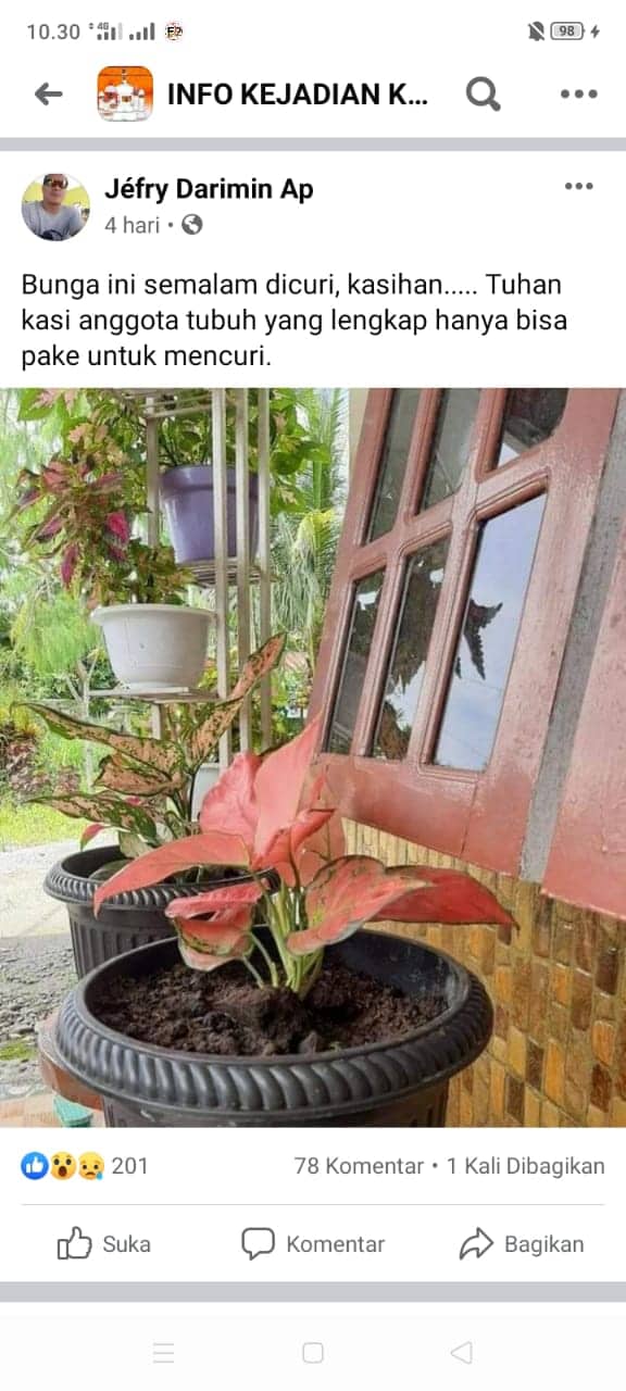 Ilustrasi berita Mimika: Ibu-ibu Timika Wajib Waspada !!! Harga Melambung, Tanaman Hias Aglonema Jadi Sasaran Pencurian
