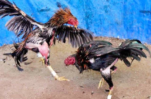 Ilustrasi berita Mimika: Praktek Aneh Selama PPKM Level IV di Mimika, Semua Gereja Ditutup, Tapi Sabung Ayam Dibuka