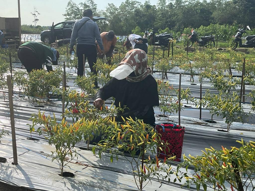 Ilustrasi berita Papua: Kreatif, Wakil Bupati Jayapura Bersama Warga Binaan, Sulap Lahan Tidur Menjadi Kebun Cabe Rawit