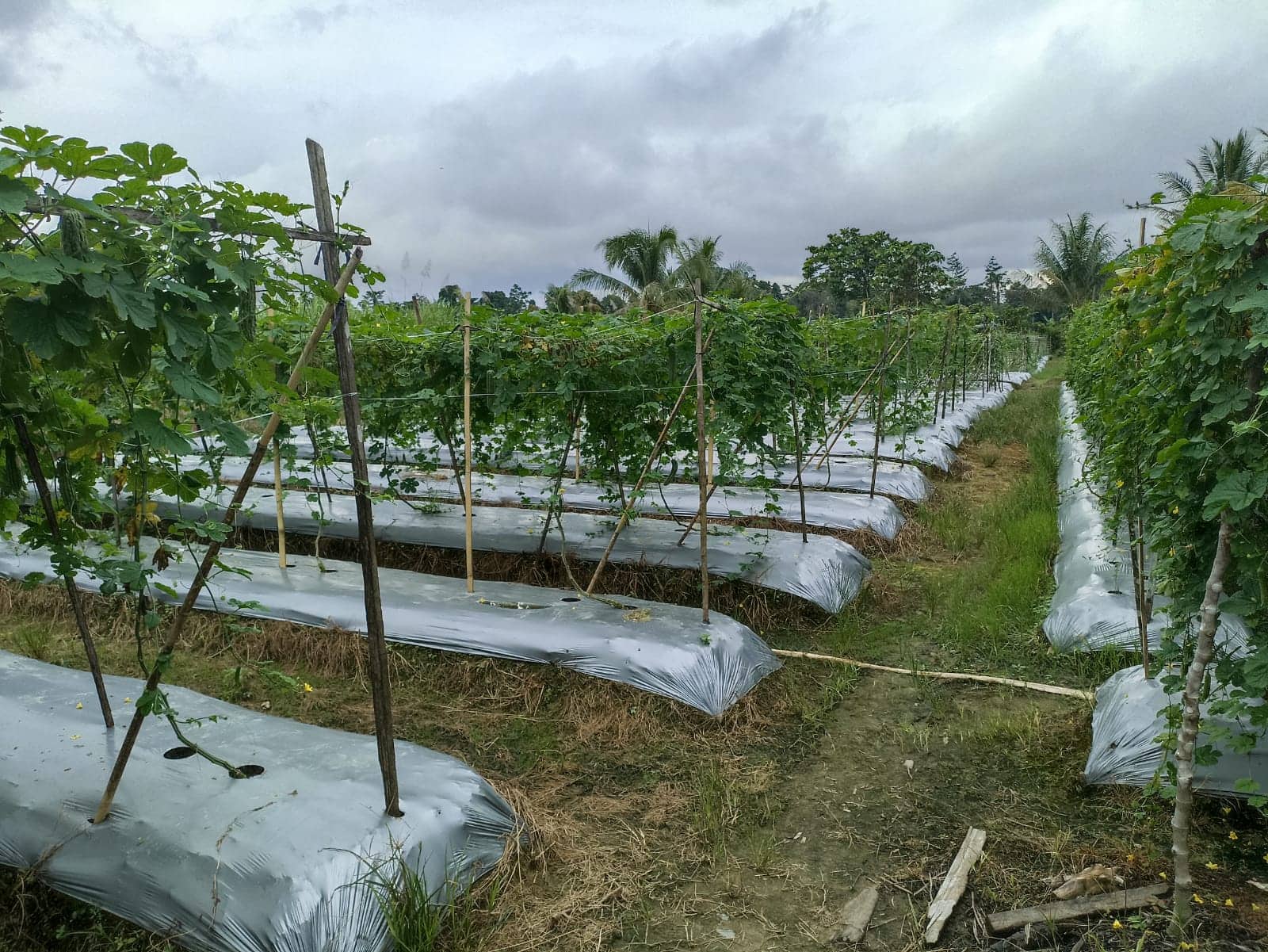 Ilustrasi berita Mimika: Harga Pupuk Non Subsidi Tembus Rp 1 Juta Perkarung, Petani Timika Mengeluh, Subsidi Hanya Sekali Setahun