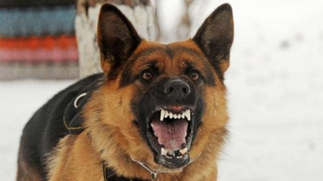 Ilustrasi berita Mimika: Sangat Berbahaya, Rabies Sudah Masuk Timika, Hingga Saat Ini Sudah Ditemukan 8 Kasus Gigitan