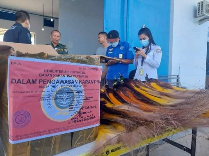 Ilustrasi berita Papua: Karantina Merauke Gagalkan Pengiriman 50 Ekor Burung Cenderawasih yang Diawetkan