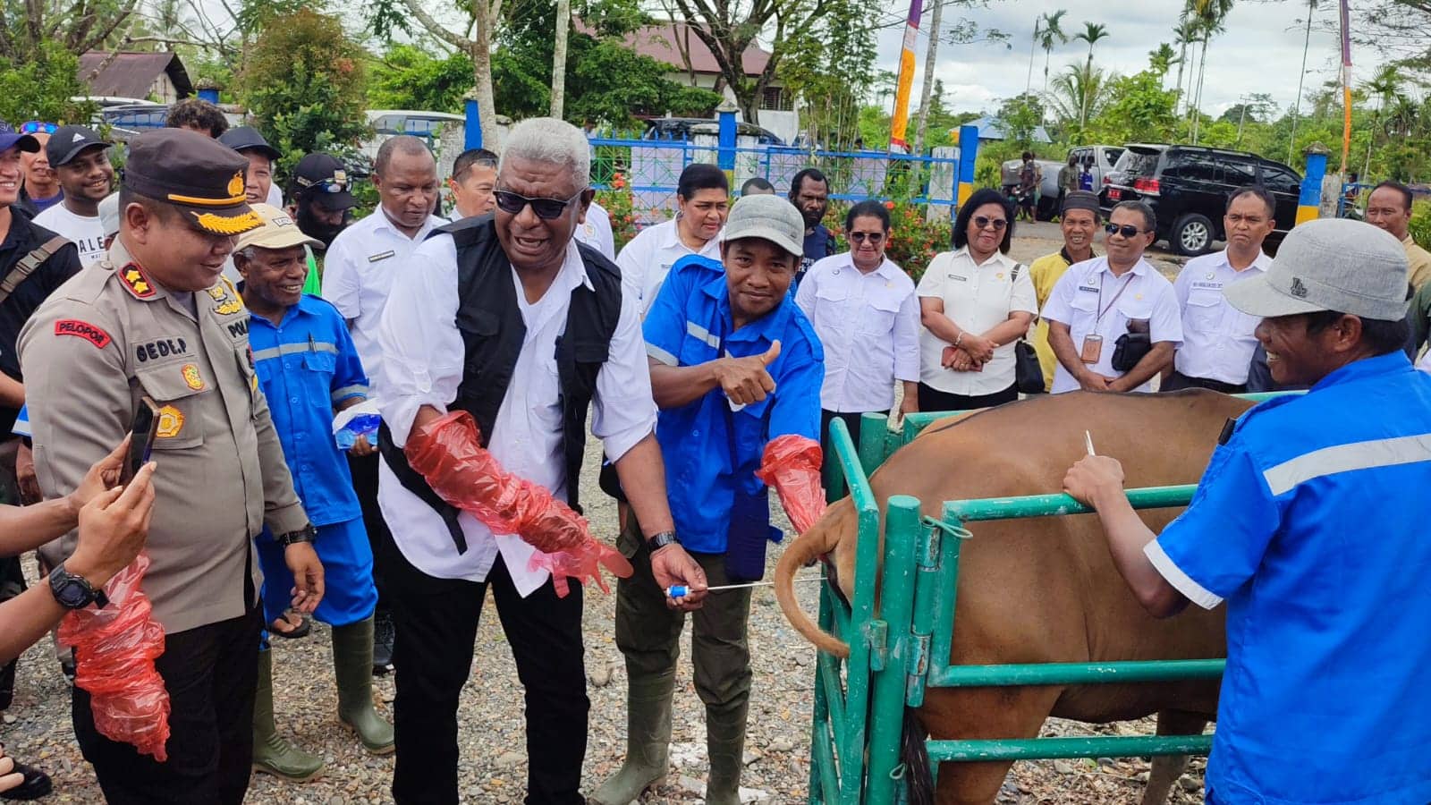 Ilustrasi berita Mimika: Pemda Mimika Serahkan Bantuan Ternak, John Rettob : Tahun Depan Pasokan Daging dan Ayam Dari Luar Harus Turun Jadi 50 Persen