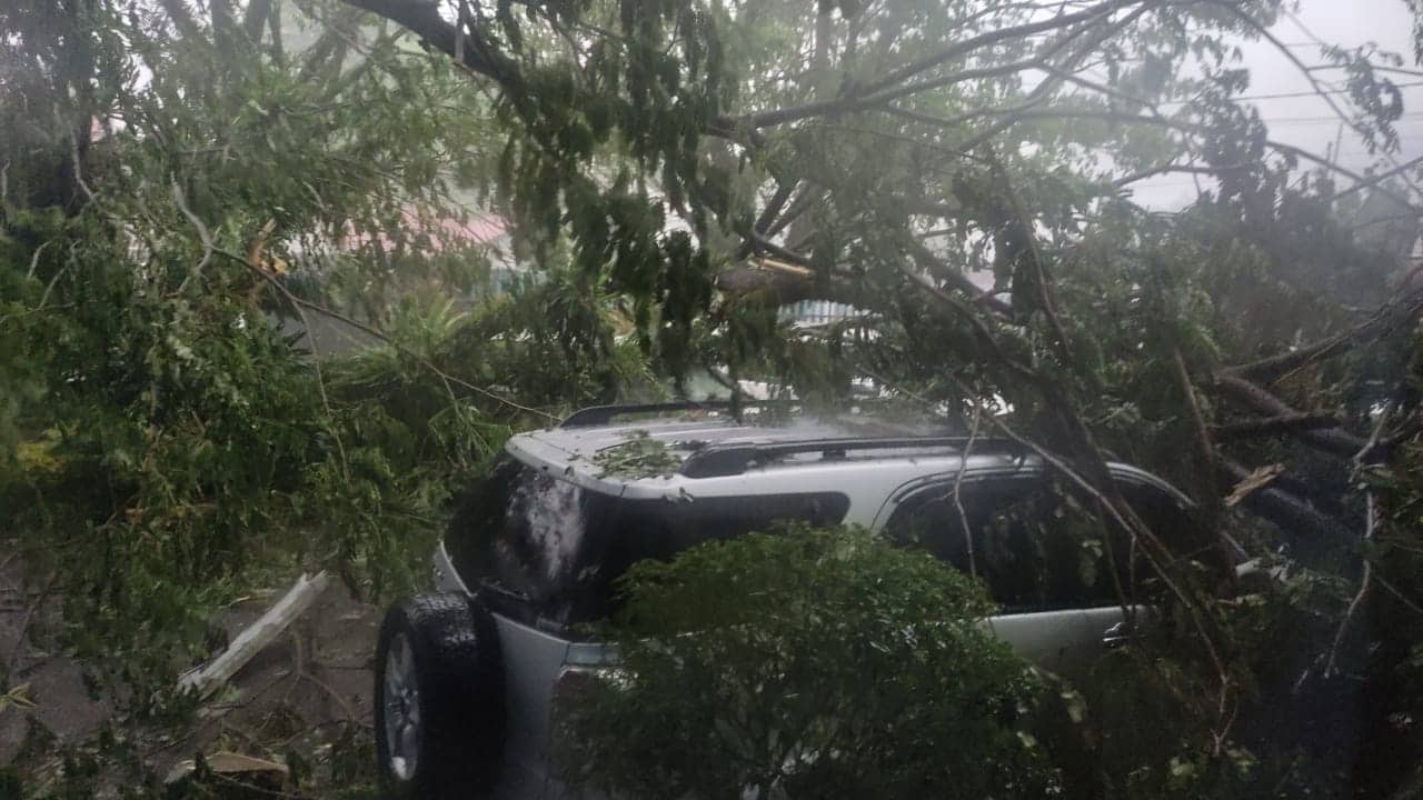 Ilustrasi berita Mimika: Angin Kencang Landa Timika, Tiga Mobil dan Seorang Warga Tertimpa Pohon Roboh