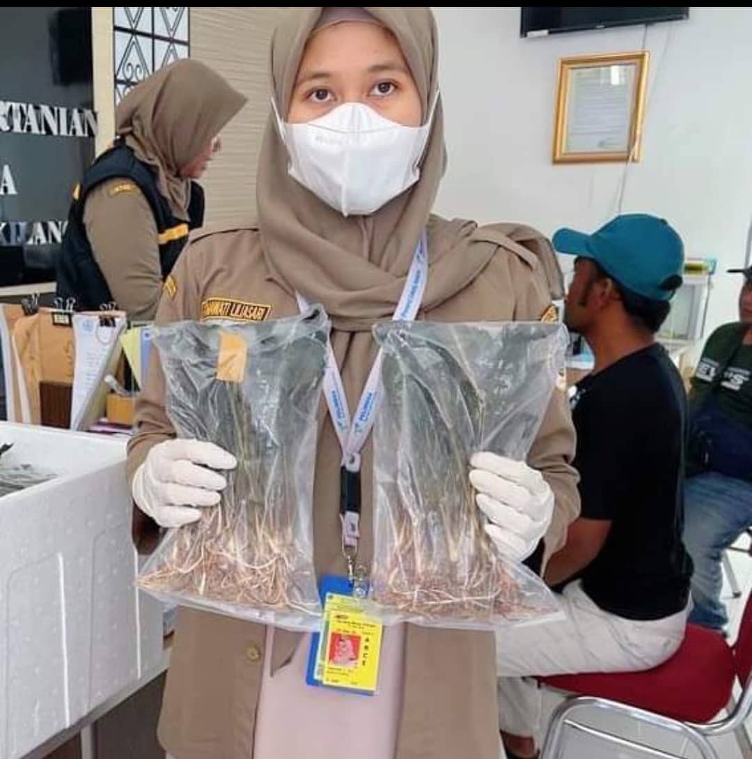 Ilustrasi berita Mimika: Tumbuh Liar, Aquatic Plant asal Mimika Digemari Pecinta Aquascape, 795 Batang Dikirim ke Jakarta dan Surabaya