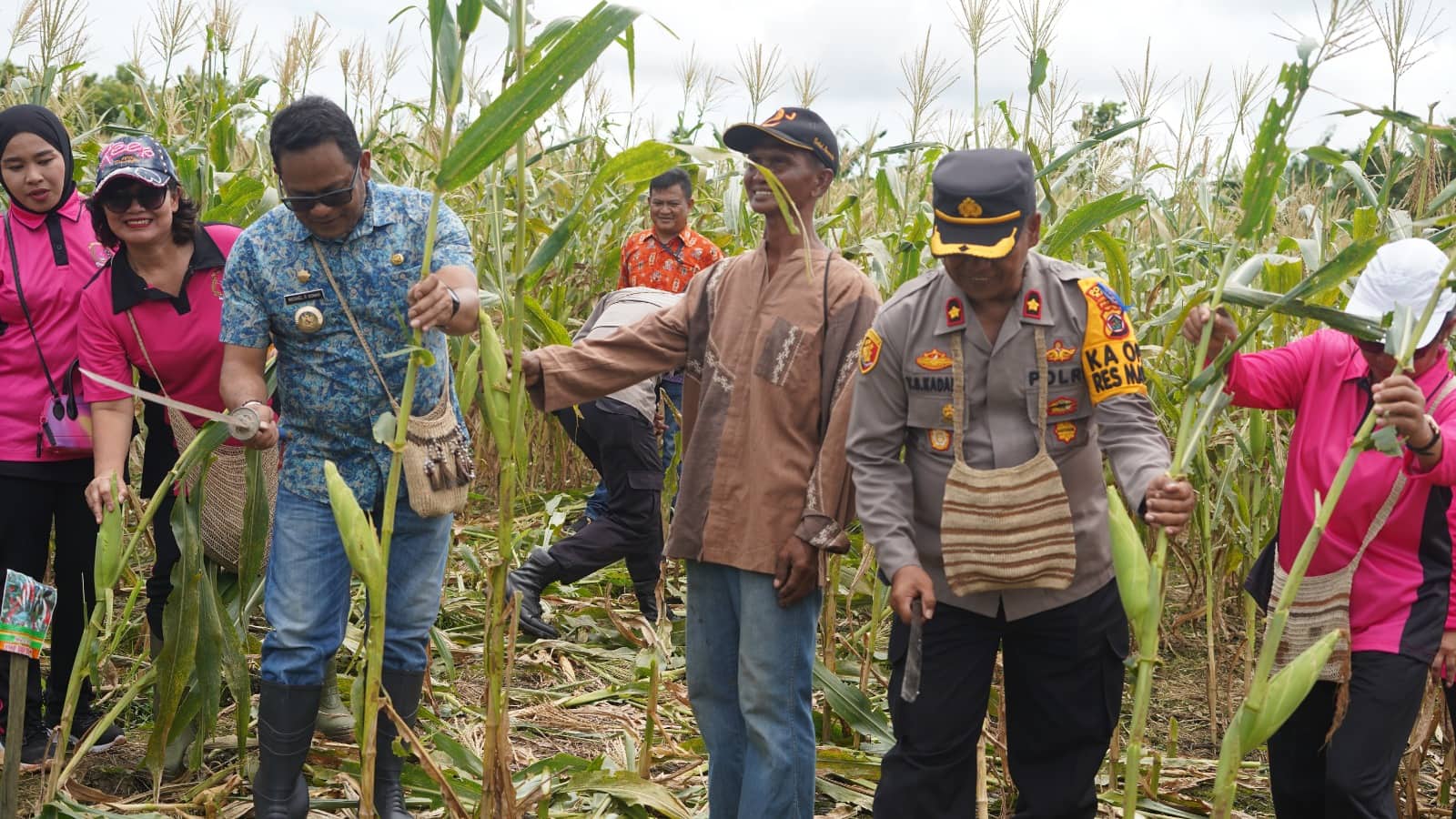 Ilustrasi berita Papua: Penjabat Bupati Hadiri Panen Jagung Perdana "Gerakan Menanam" Binaan Binmas Polres Mappi