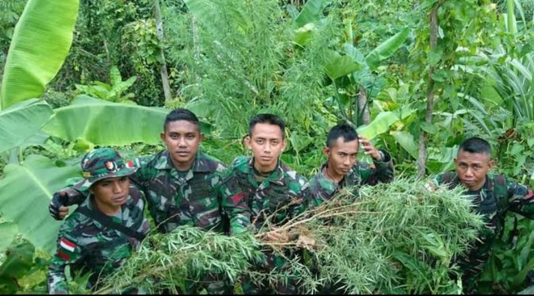 Ilustrasi berita Papua: 90 Persen Ganja yang Beredar di Papua Berasal dari PNG, Selama Tahun 2022 Tangani 357 Kasus