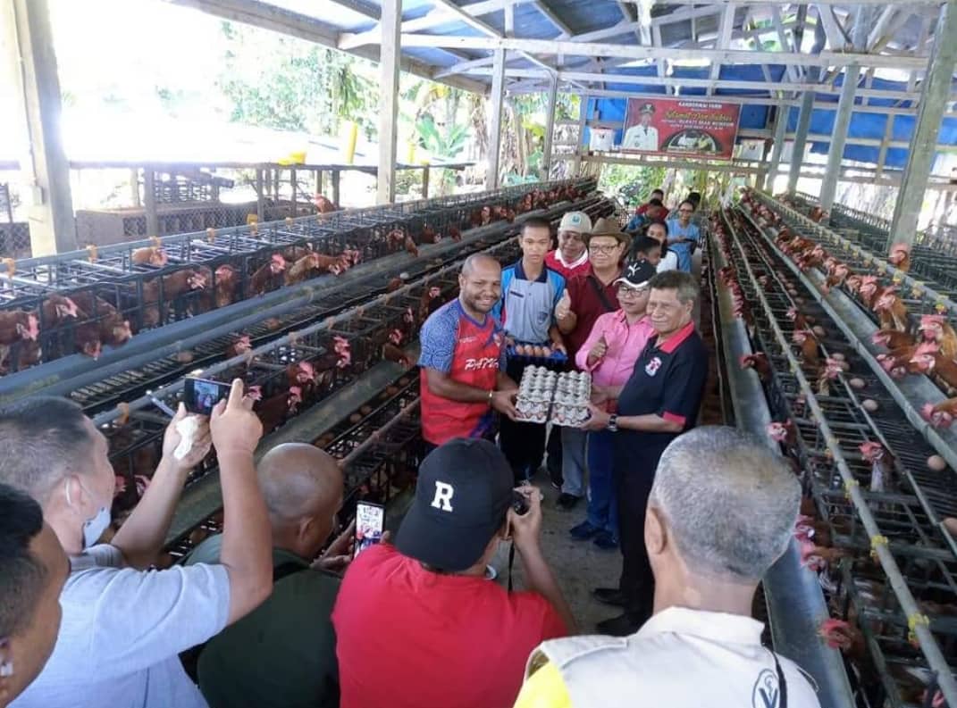 Ilustrasi berita Papua: Surplus, 10 Pengusaha Ayam Petelur OAP di Biak Numfor Kirim Telur ke Tiga Kabupaten Tetangga