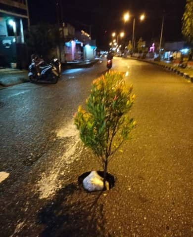 Ilustrasi berita Mimika: Bahayakan Pengendara, Warga Tanami Lubang di Jalan Ahmad Yani dengan Pohon