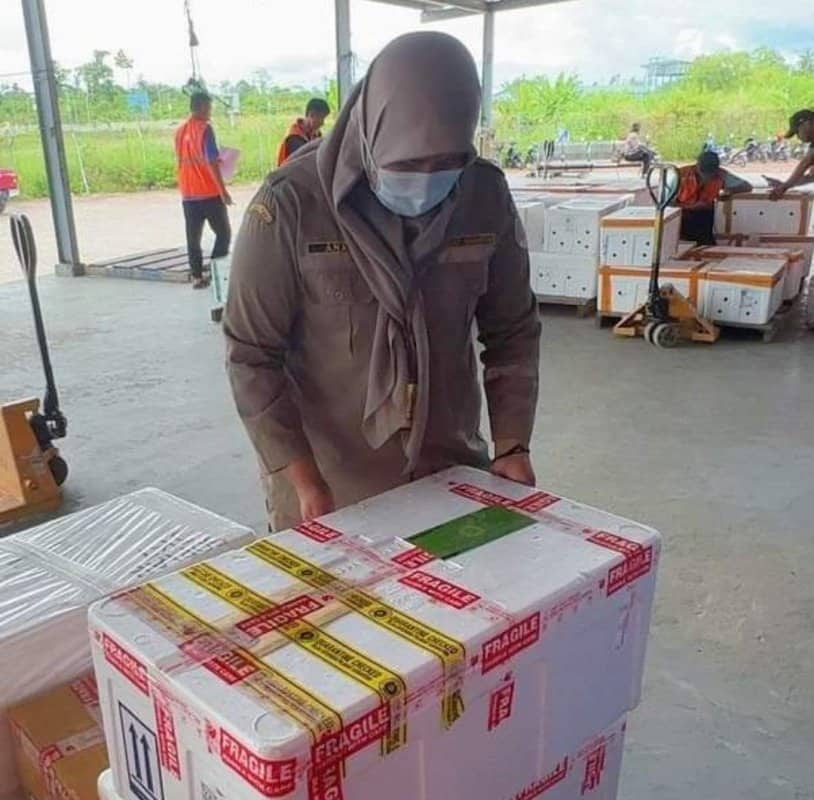 Ilustrasi berita Mimika: Herbal Berkhasiat, Bibit Sarang Semut Papua asal Timika Dikembangbiakkan di Tangerang