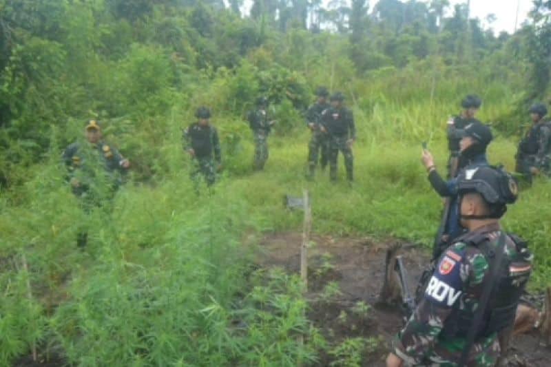 Ilustrasi berita Papua: Satgas Pamtas Yonif 725 Temukan Ladang Ganja di Papua Selatan