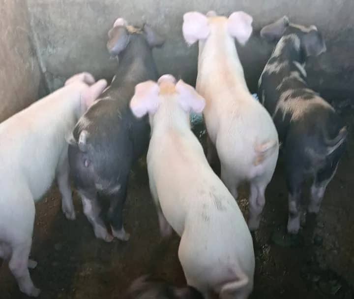 Ilustrasi berita Mimika: Harga Babi Timika Makin Murah, Harga Pakan Melambung Tajam, Banyak Peternak Mulai "Gulung Tikar"