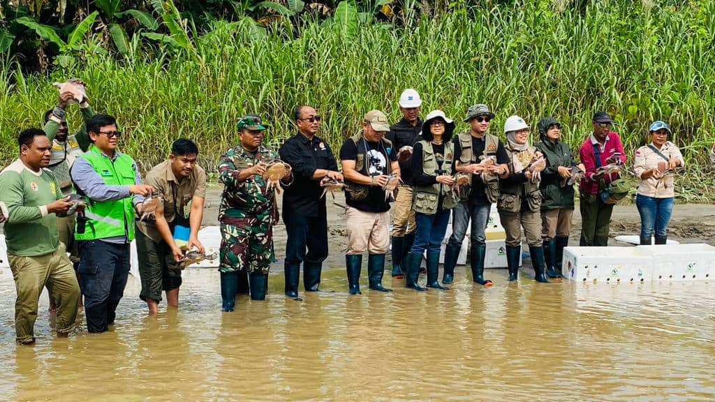 Ilustrasi berita Mimika: Balai Besar KSDA Papua Didukung Freeport Lepasliarkan 501 Labi-labi Moncong Babi di Hutan Nayaro