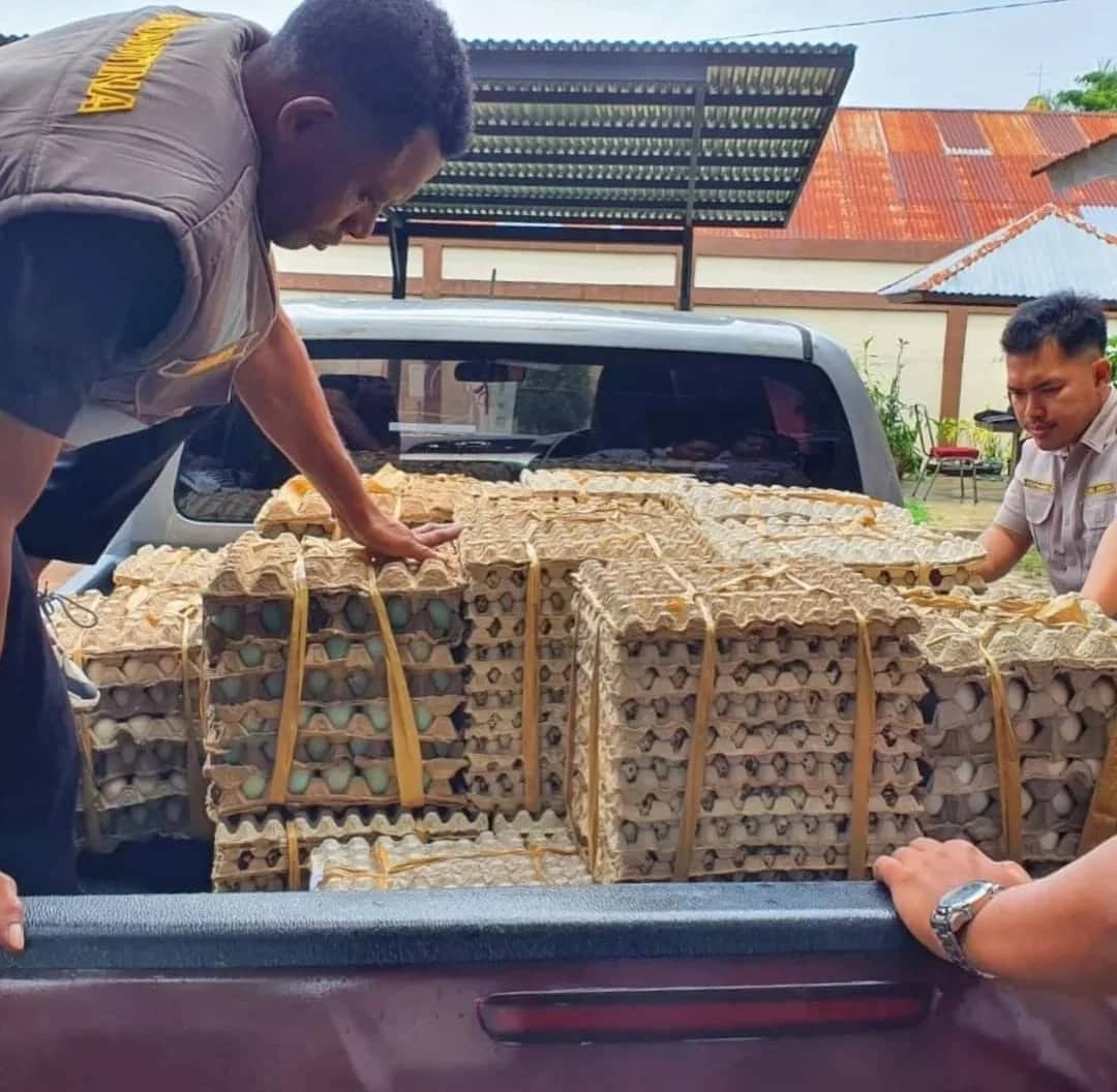 Ilustrasi berita Mimika: Dokumen Tidak Lengkap, Petugas Karantina Pelabuhan Pomako Tahan Ratusan Kilogram Telur asal Surabaya