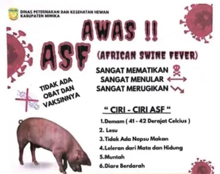 Ilustrasi berita Mimika: Bencana Kematian Babi Akibat Virus ASF Landa Timika, Dinas Peternakan Keluarkan 5 Point Himbauan