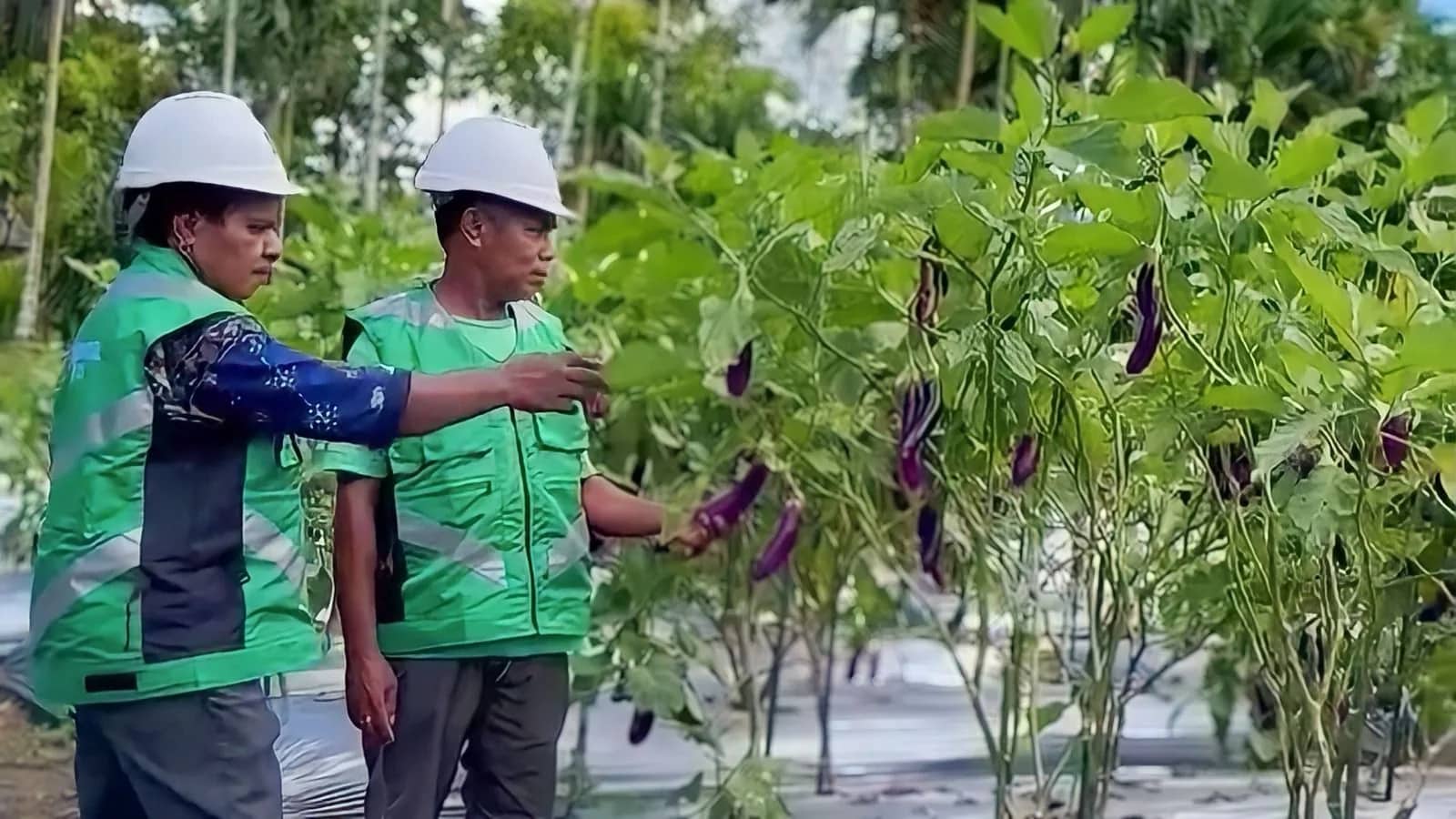 Ilustrasi berita Mimika: Tina Komangal ; Merajut Masa Depan Masyarakat di Kawasan Tambang Freeport