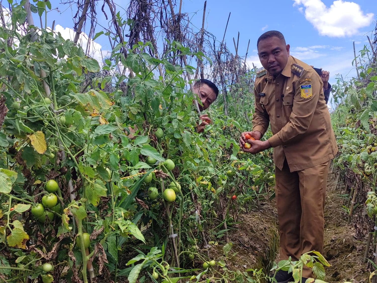 Ilustrasi berita JAYAPURA: Kelompok Tani di Waibu Sewa Tanah Pemkab Jayapura Jadi Lahan Pertanian Produktif