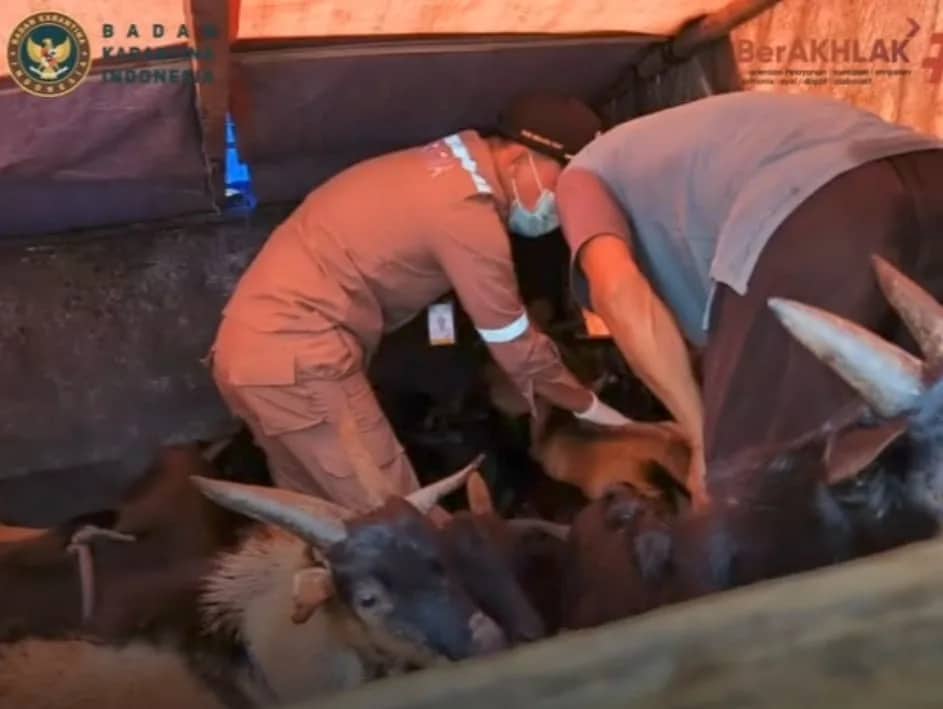 Ilustrasi berita Mimika: 50 Ekor Kambing Kacang Didatangkan ke Timika dari Maluku Tengah