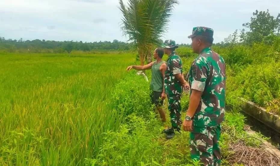 Ilustrasi berita Mimika: Kodim 1710/Mimika Rencana Buka Lahan Persawahan di Limau Asri Barat
