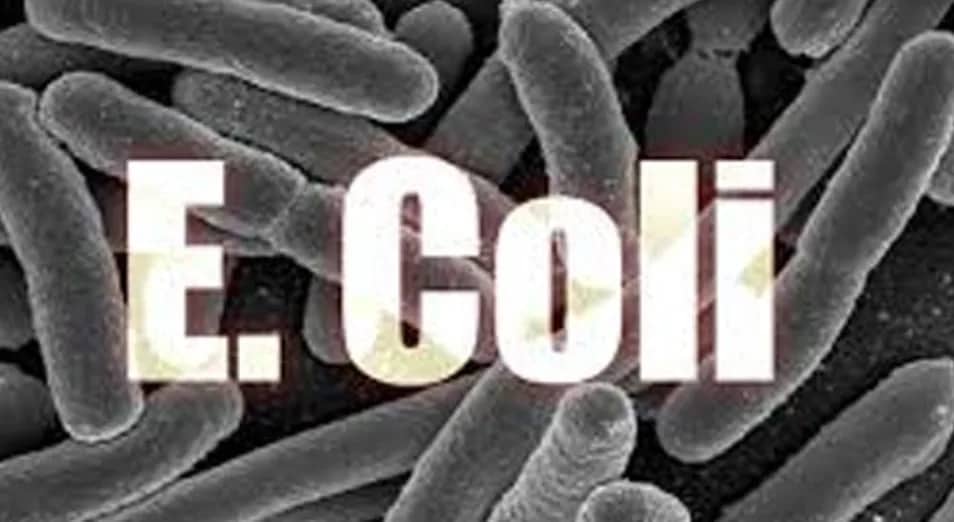 Ilustrasi berita JAYAPURA: Temukan Bakteri E.coli di Depot Air Minum, Dinas Kesehatan Minta Warga Waspada