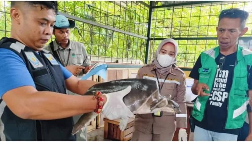 Ilustrasi berita Mimika: 2.806 Ekor Satwa Liar Endemik Papua "Dipulangkan" dari Jakarta, Ditampung di Environmental PTFI di Mile 21