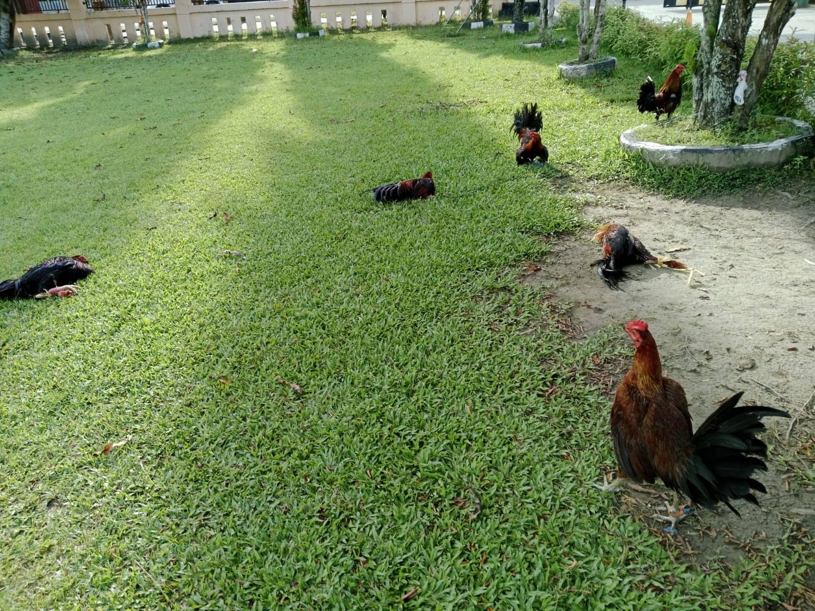 Ilustrasi berita JAYAPURA: Polisi Berhasil Gerebek Arena Judi Sabung Ayam