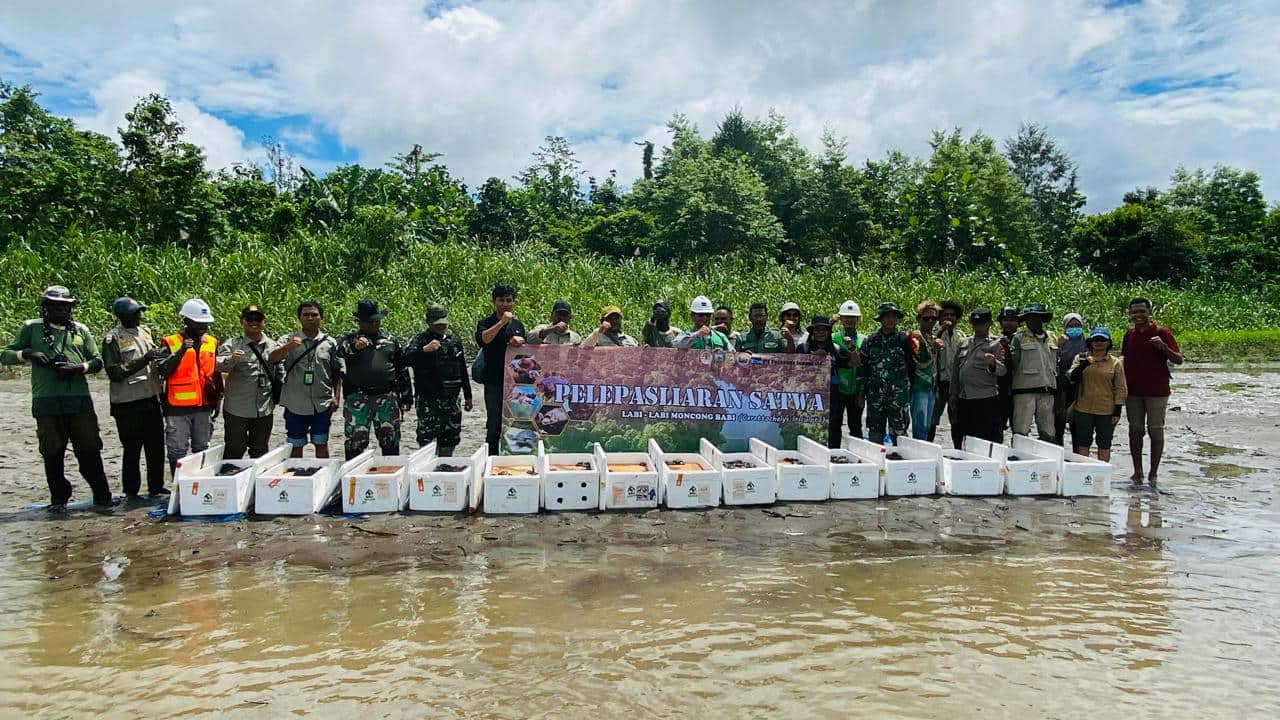 Ilustrasi berita Mimika: Freeport Dukung BBKSDA Papua Lepas Liarkan 1.900 Kura-Kura Moncong Babi di Hutan Adat Nayaro