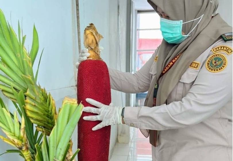 Ilustrasi berita Mimika: Diyakini Sebagai Tanaman Obat, Bibit dan Buah "Si Merah" Dikirim ke Kota Surabaya