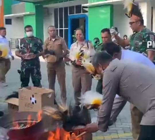 Ilustrasi berita Papua: Sampaikan Permintaan Maaf, BKSDA Papua Klarifikasi Pemusnahan Cenderawasih Opset dan Mahkota Burung Cenderawasih