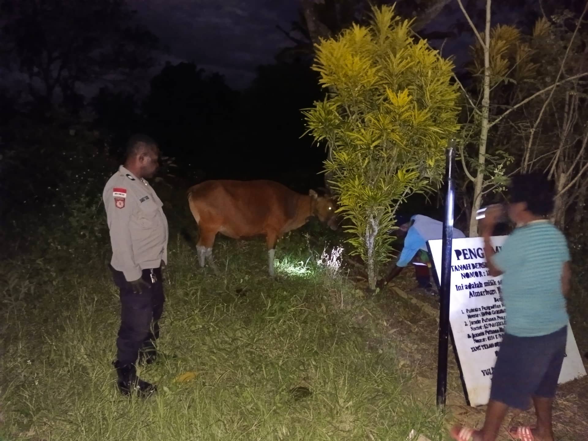 Ilustrasi berita JAYAPURA: Polisi Amankan Dua Terduga Pelaku Pencurian Sapi di Koya Barat