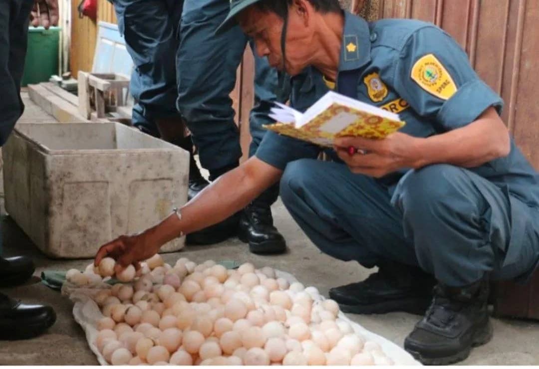 Petugas memeriksa ratusan telur labi-labi moncong babi (Carettochelys insculpta) diduga bagian modus perdagangan satwa dilindungi di Mimika