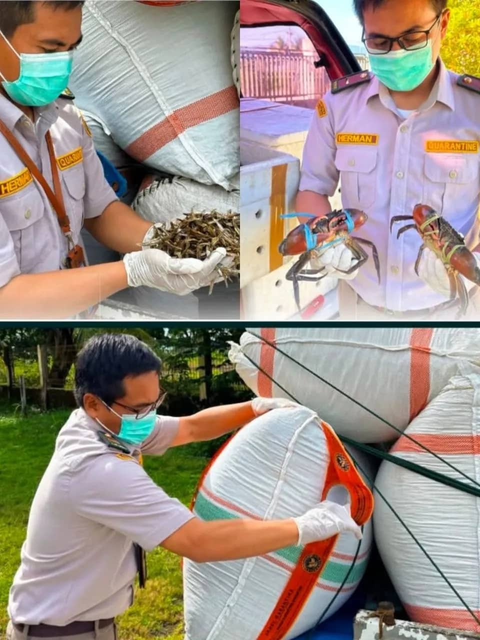Petugas Karantina Papua Tengah saat memeriksa komoditas perikanan berupa ikan teri dan kepiting bakau sebelum dikirim.