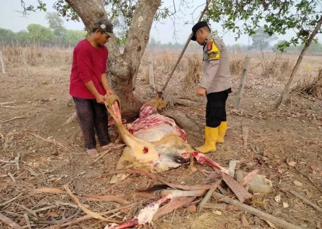 Pelaku membawa sebagian daging sapi milik warga, sementara sisa potongan berupa tulang, kepala, jeroan, dan kulit ditinggalkan di tempat kejadian.
