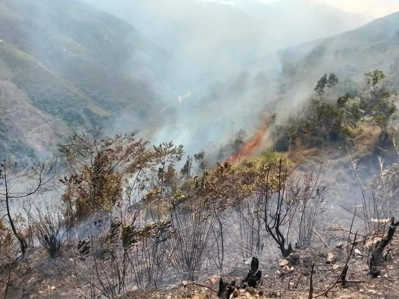 Lahan hijau di wilayah Nabire kini meranggas akibat kebakaran yang kian meluas.