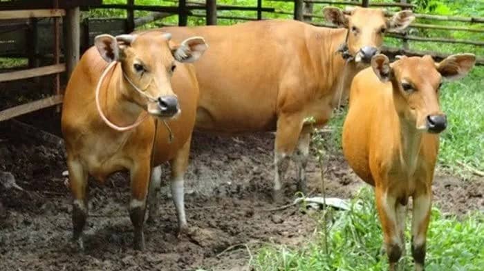 Sapi