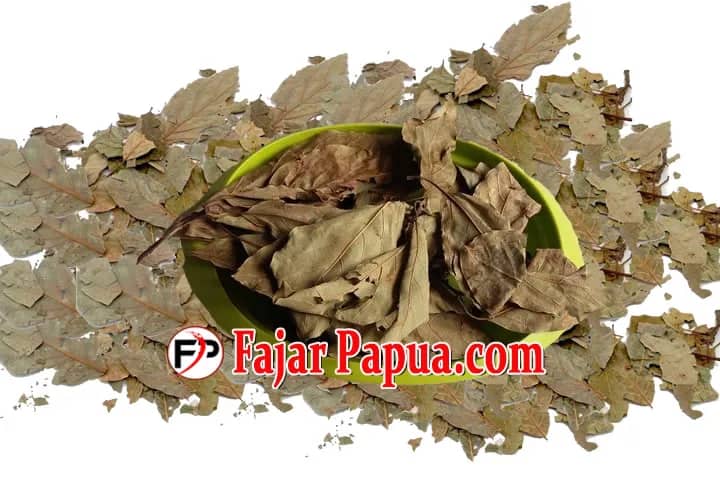 Selain Buahnya Ternyata Daun Alpukat