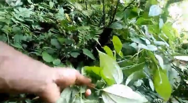 Daun bungkus Papua