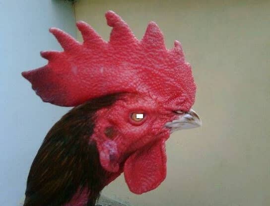 jengger ayam