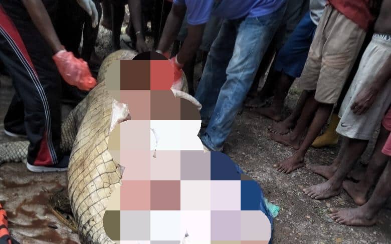 Perut buaya dibelah untuk mengambil sisa potongan tubuh korban
