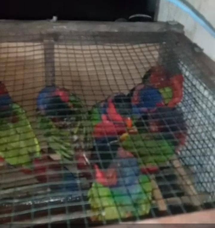 Nuri Kepala Hitam (Lorius Lory) yang diperjual belikan dari Distrik Jita, Mimika Timur Jauh ke Timika