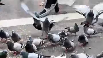 Pesona Merpati Bebas di Masjid Nabawi saat Musim Haji