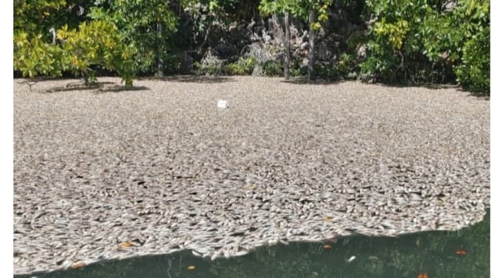 Ikan mati