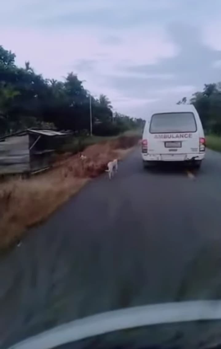Anjing