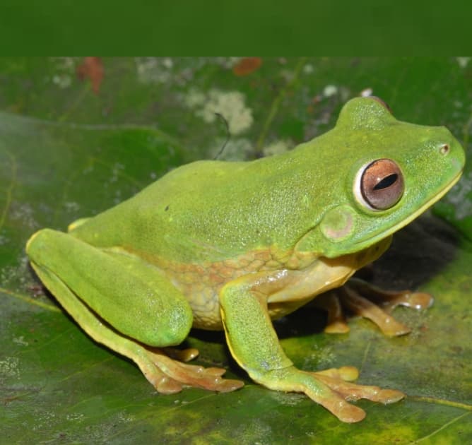 Litoria Lubisi Spesies Katak Baru