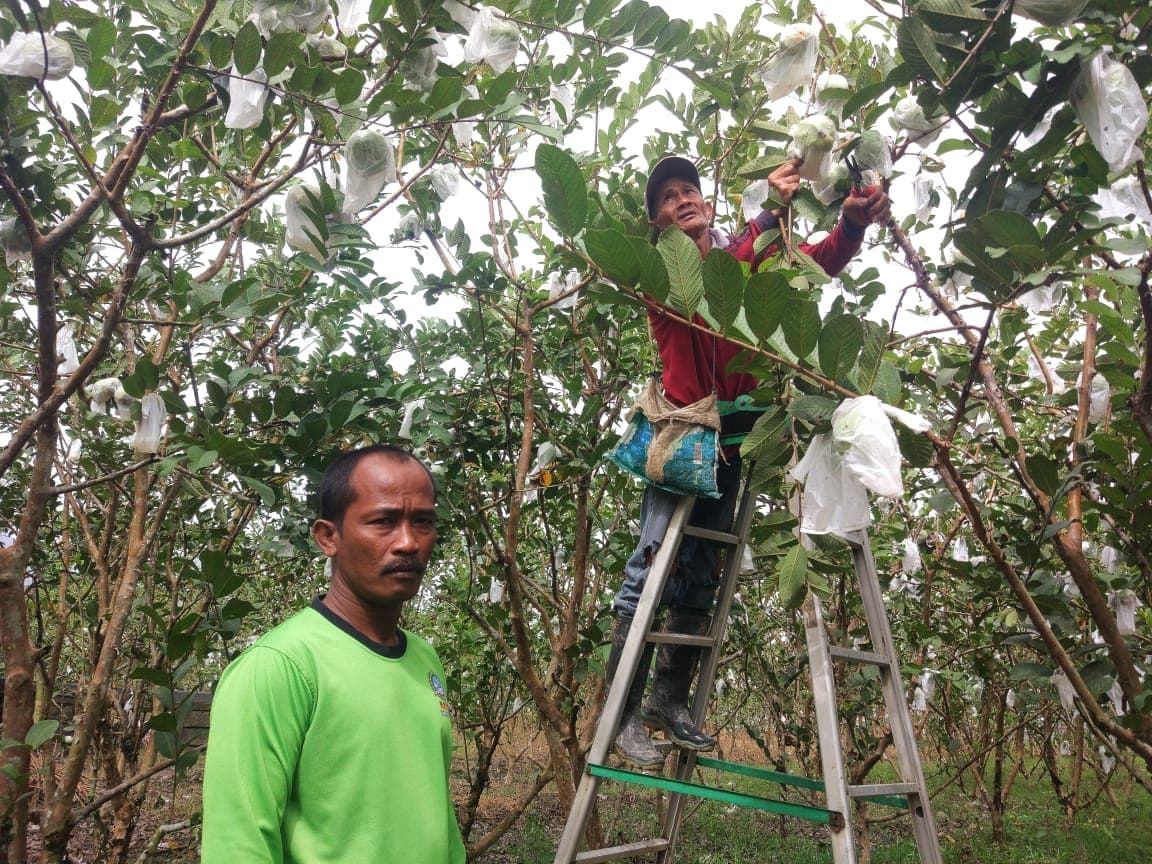 Asep Ketua Kelompok Tani Ngudi Karyo