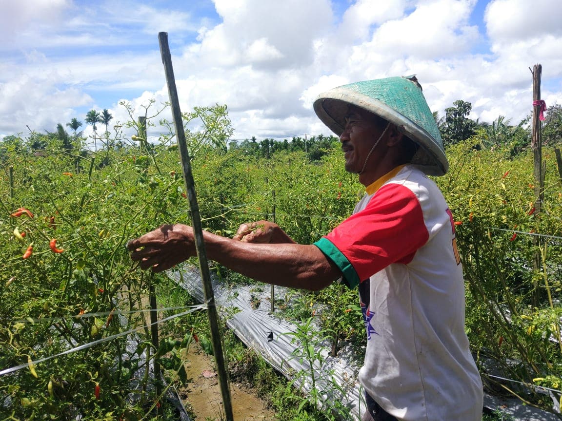 Rendi Surandi Petani Cabai di Wonosari Jaya
