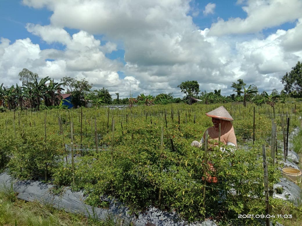 Petani Kelurahan Wonosari Jaya