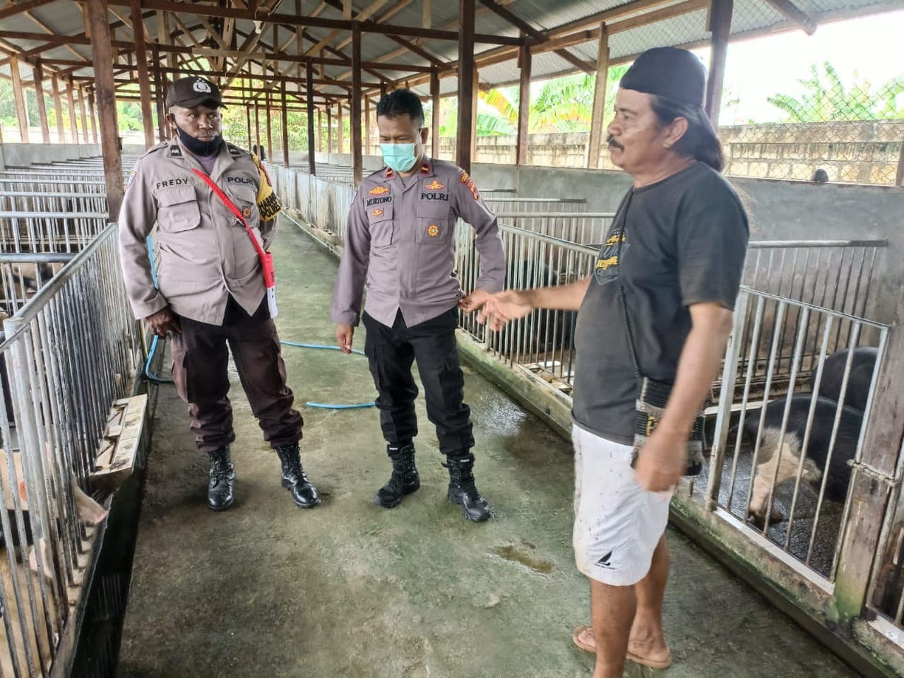 Ipda Murtono, bersama Ipda Bogi Transtanto yang merupakan personel dari Satgas Binmas Ops Damai Cartenz Wilayah Nduga saat meninjau spot peternak babi di Sentani